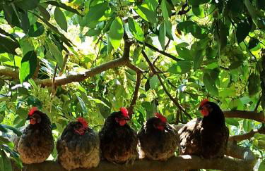 Εξοχική κατοικία - cottage Τίνα - Foto 31