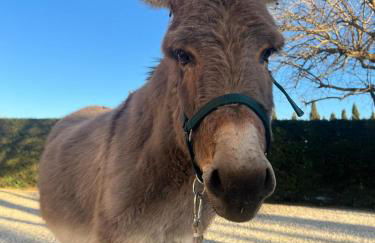Agriturismo - La Campagna di San Francesco - Foto 10