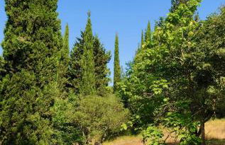 Il Bosco del Lebbio - Foto 34