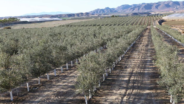 Oleo Almanzora Oil Factory Visit + Tasting - Foto 4