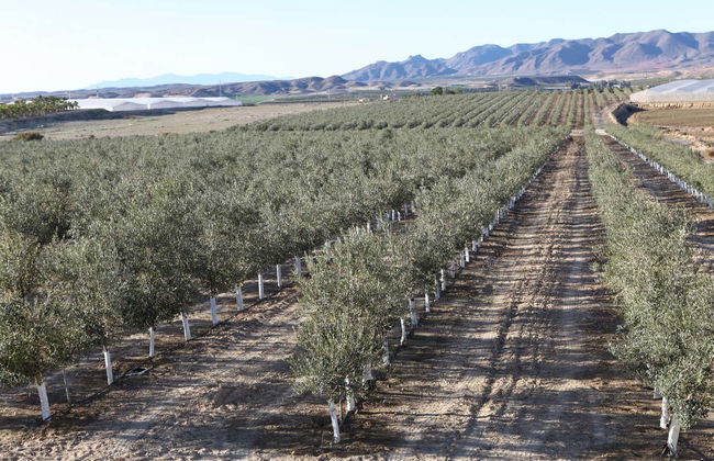 Visita a la finca Oleo Almanzora con degustación de aceite - Foto 10