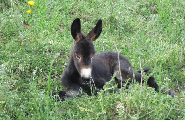 Fontanarossa - Foto 23