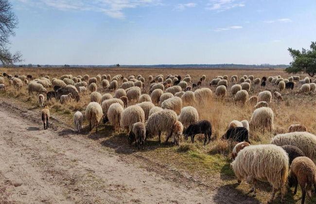 Bungalow With Fireplace, not far From Assen - Photo 32