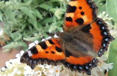 Appartement RügenZeit - Foto 13