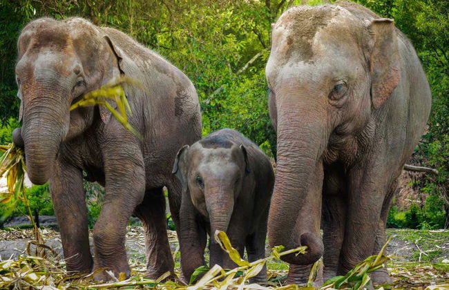 Excursão ao santuário de elefantes de Samui - Foto 7