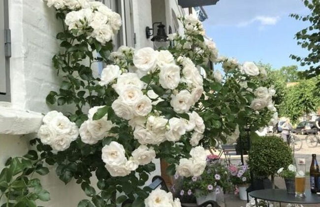 Liefde Voor de Schlei - Photo 6