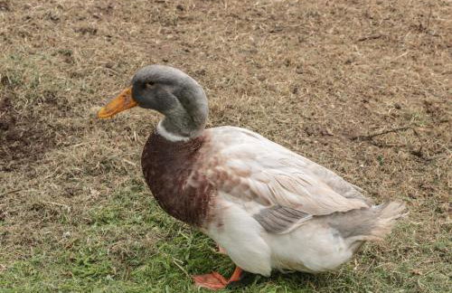 Pigsfoot Lodge - Foto 27