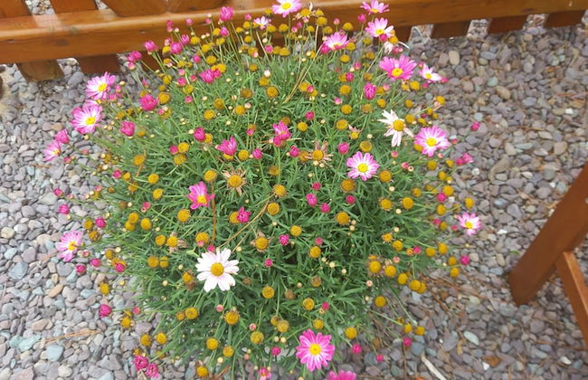 Stunning 1-bed Apartment Valentia Island - Photo 21