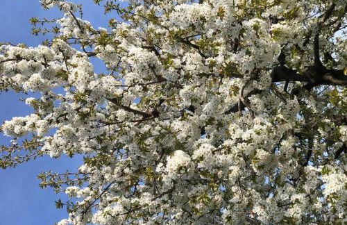 Holiday Apartment Kromer - Foto 53