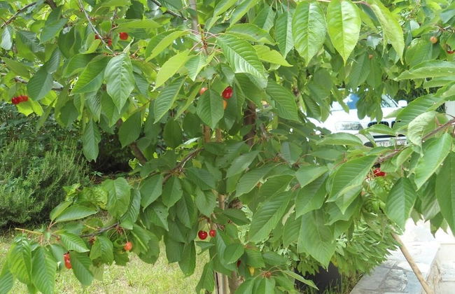 Vacation House Dunja - Foto 29