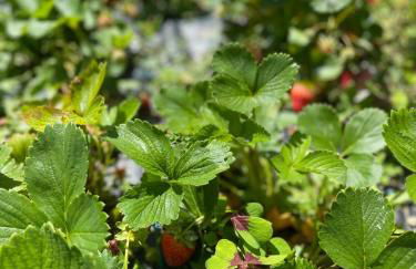 Bellagio Lake View apartment Rosabella with swimming-pool - Foto 52