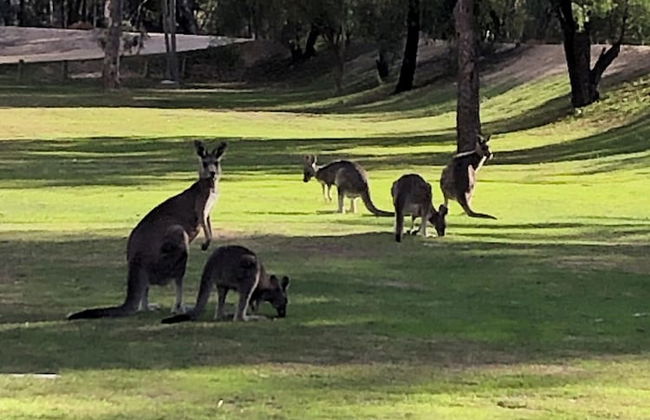 Ingenia Holidays Murray Bend - Photo 45