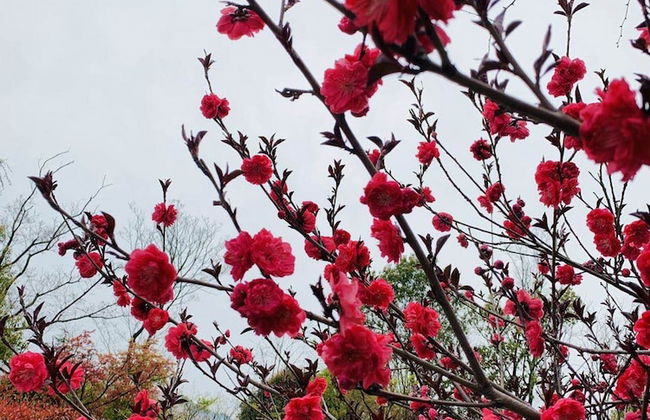 Thousand Islands Lakeview Apartment - Foto 49