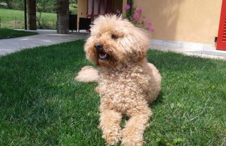 Agriturismo Terra e Lago d'Iseo Franciacorta - Foto 41