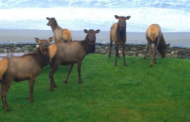 Lx28: Gold Beach Oceanfront Estate - Foto 33