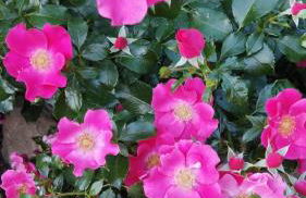 Sophienquelle Schweizermühle - Foto 32