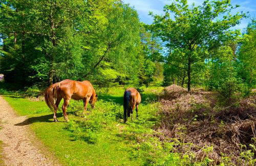 Forest lodge - Foto 40