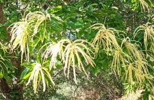 Casas Rurales El Viejo Castaño - Valle Del Genal - Foto 74