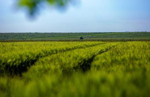 Polderhaus Deichblick direkt am Dullart - Foto 21