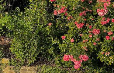 Sonnengelb - Fulgenhaus - Foto 12