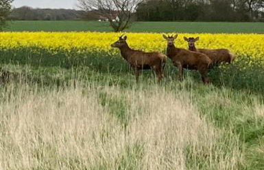 Whiskers and Woods Shepherd Hut - Foto 24