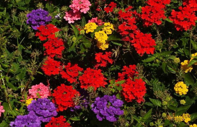 Vista d'Oro Ulivo Apt. 11 - Foto 22