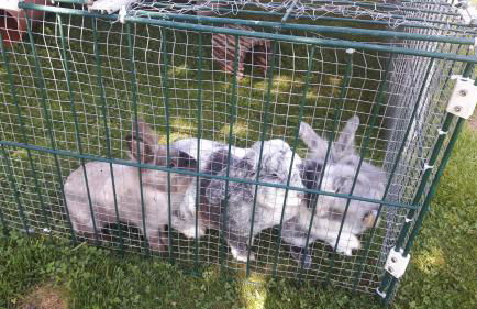 Ferienwohnung Schwarzwaldglück - Foto 14