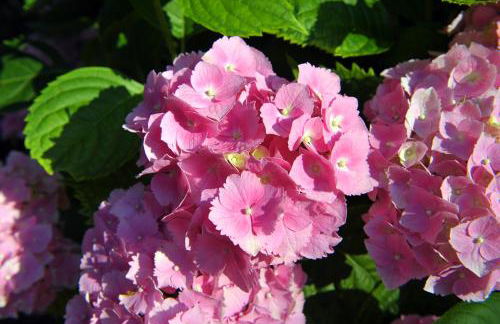 La Colonica - Foto 11