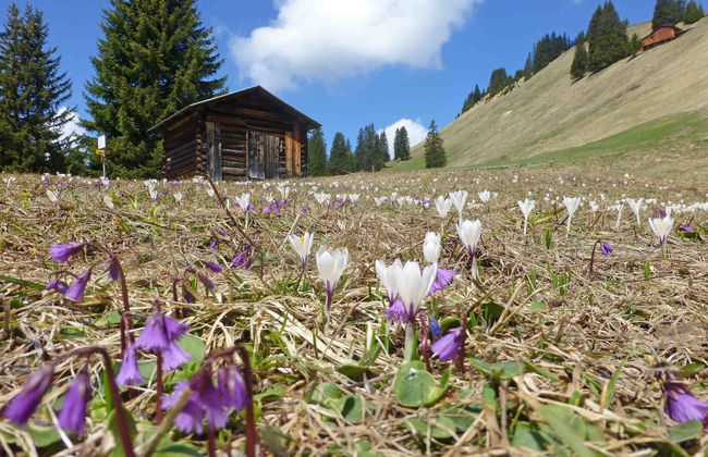 Ferienhaus Larix - Foto 7