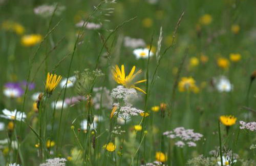 Alpenrose Appartements - Foto 17