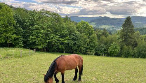 Domki Widokowe Wisła - Foto 4, Garden