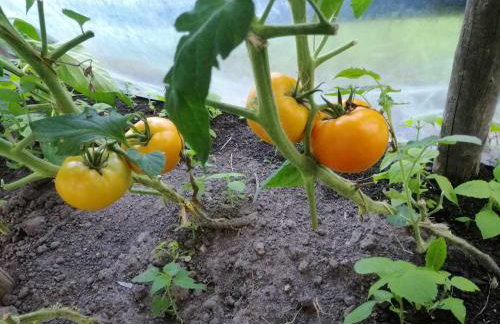 Agroturystyka Przy Rajskim Sadzie - Foto 42