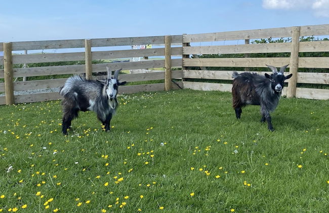 Swift Vogue Edition Caravan - Photo 30