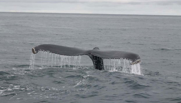 Baleine dans le Pacifique mexicain