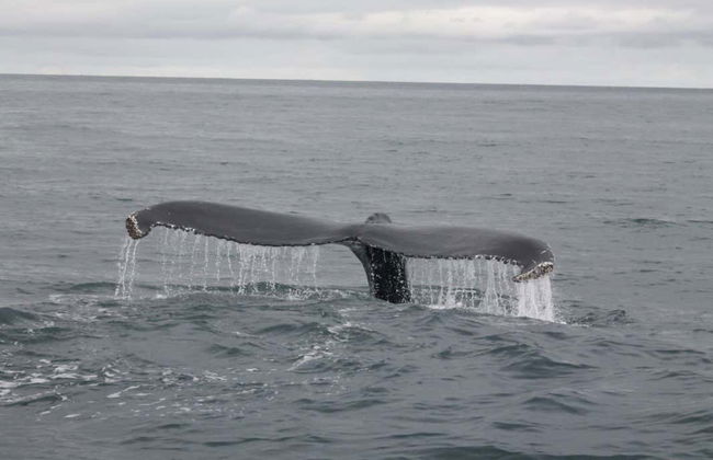 Observation de baleines + Visite d'une usine de verre soufflé - Photo 2