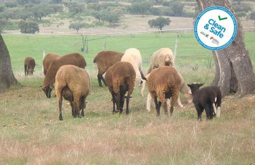 Horta da Quinta - Foto 38