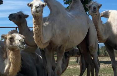 Mobilehome P-Dante - Foto 18