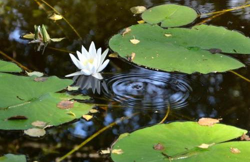 FeHaus Am Walnussbaum - Foto 33