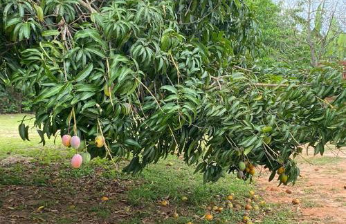 Chácara Andorinhas São Pedro SP - Foto 41