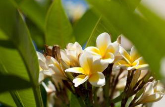 Nikolas Suites - Foto 22