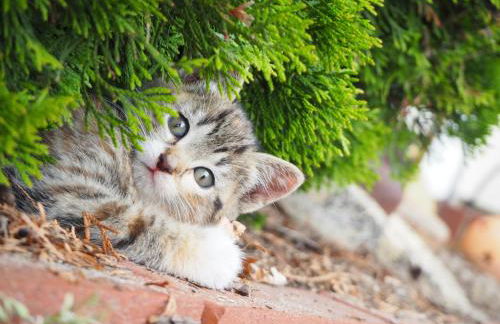 Ela's Hof - Buchsbaum - Foto 15