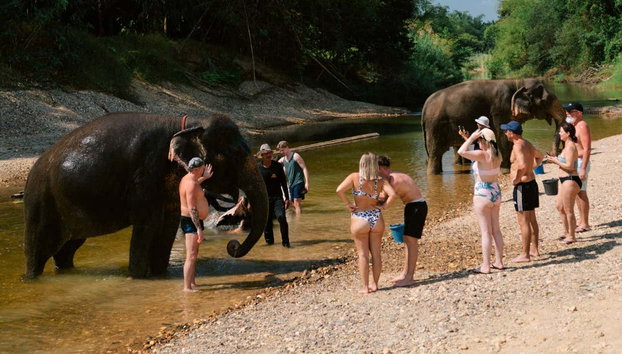 Safári pelo Parque Nacional de Khao Sok - Foto 4, Conhecendo os elefantes