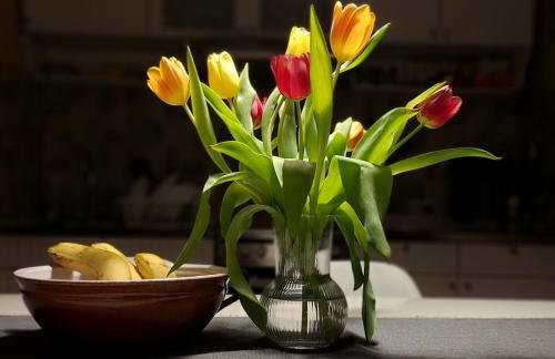 GreenHouse pool & spa - Foto 12