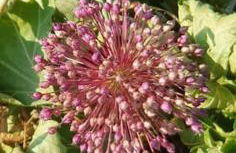 Hephaestus Appartments Litochoro -A1 - Foto 23