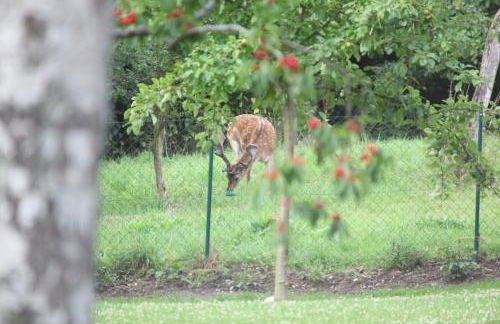 Chalet Forsthof Everstorf - Foto 48