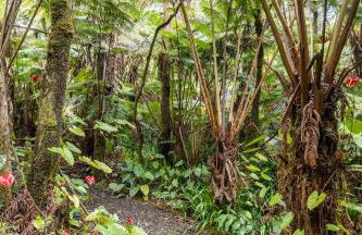 Pahoehoe- Hale Kumu La'au at Volcano - Photo 16