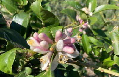 Agriturismo Dispenza - Foto 107