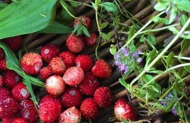 Rifugio Uschione - Foto 43