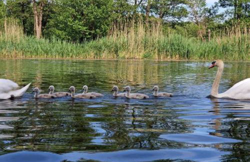 Führerscheinfreies mobiles Hausboot - Photo 2