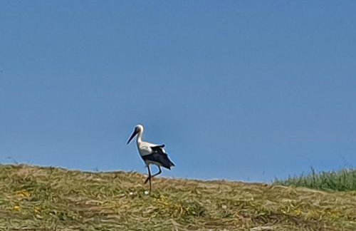 Zaciszne SPA - Foto 61